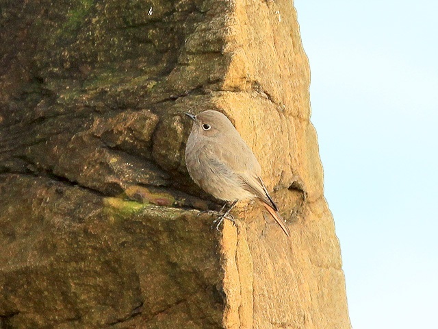 Black-Redstart-8-Cullercoats-PB-Jan-17-nbgallery