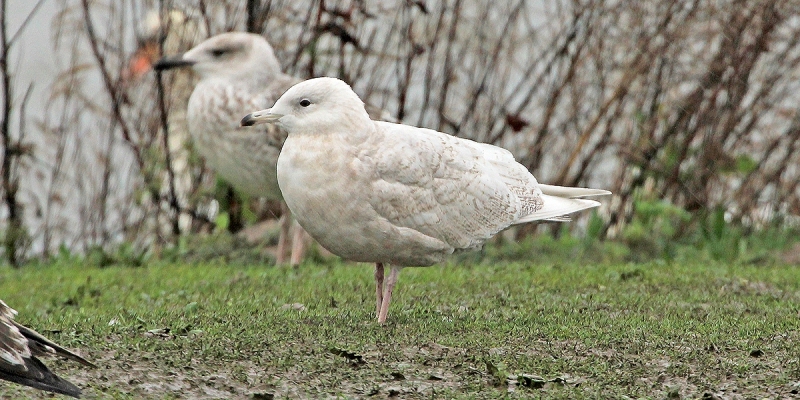 Iceland-Gull-Newcastle-Birder-Gallery