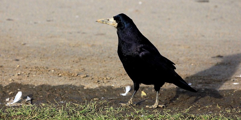 Rook-1-QE11-CP-Newcastle-Birder-gallery