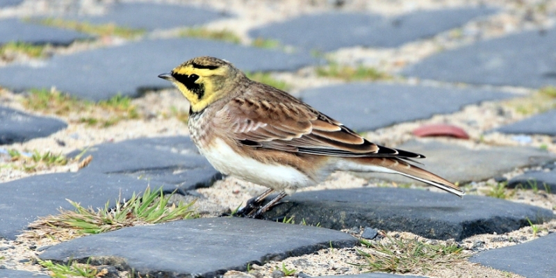 Shorelark-1-PB-Blyth-10-15-tw