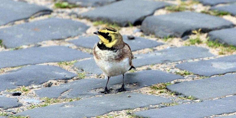 Shorelark-2-PB-Blyth-10-15-tw2