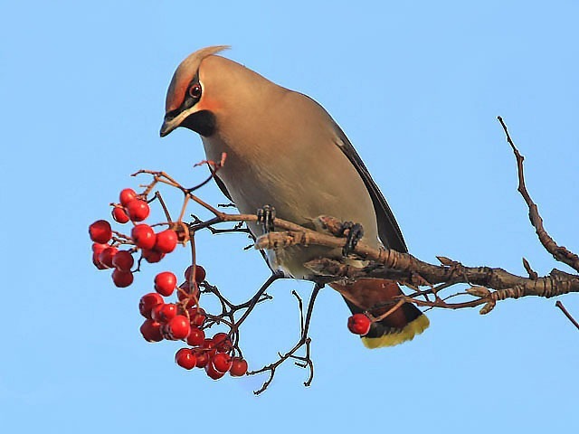 Waxwing-2-PB-Ashington-11-15-gallery